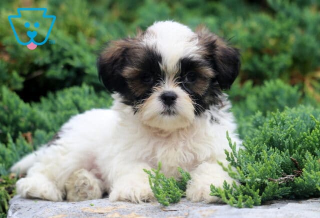 Domino Shih tzu2 image