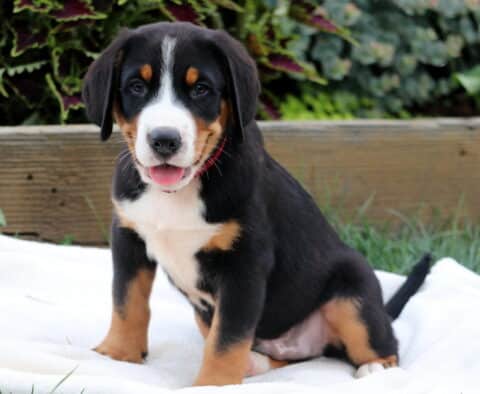 Happy Greater Swiss Mountain Dog puppy sitting on a soft white blanket with its tongue out and tail extended, posing sweetly in front of a garden backdrop.