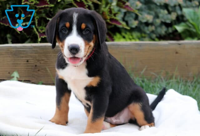 Happy Greater Swiss Mountain Dog puppy sitting on a soft white blanket with its tongue out and tail extended, posing sweetly in front of a garden backdrop. image