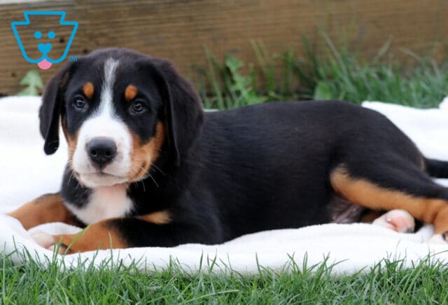 Adorable Greater Swiss Mountain Dog puppy lying on a white blanket in the grass, gazing calmly at the camera with a soft, expressive face. image
