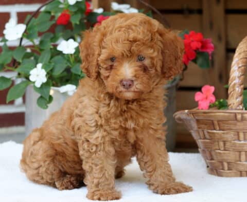 Donald Mini Poodle