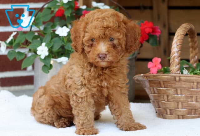 Donald Mini Poodle image