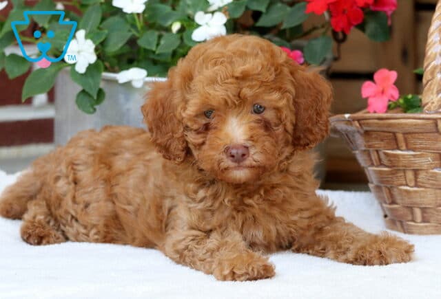 Donald Mini Poodle2 image