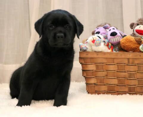 Dori Black Lab