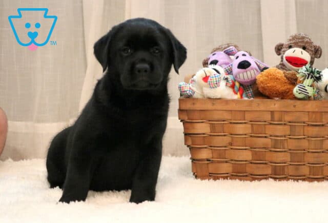Dori Black Lab image