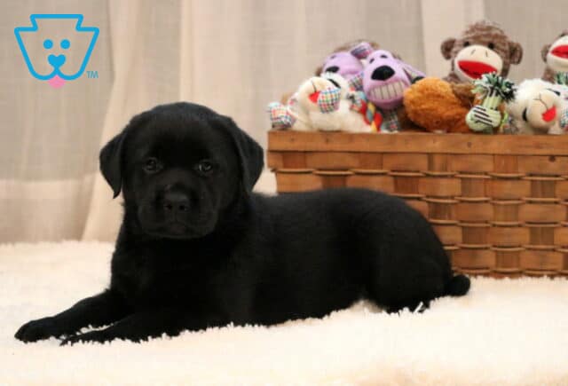 Dori Black Lab2 image