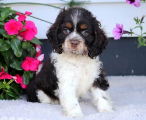 Dori Cocker Spaniel