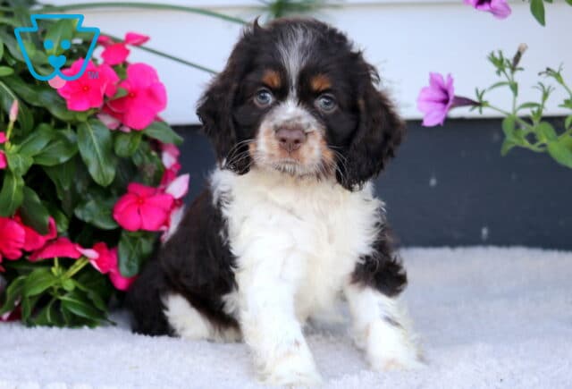 Dori Cocker Spaniel image