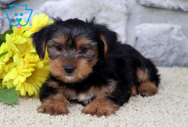Dori Yorkie image