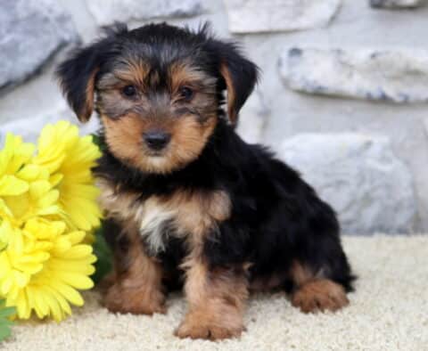 Dori Yorkie2