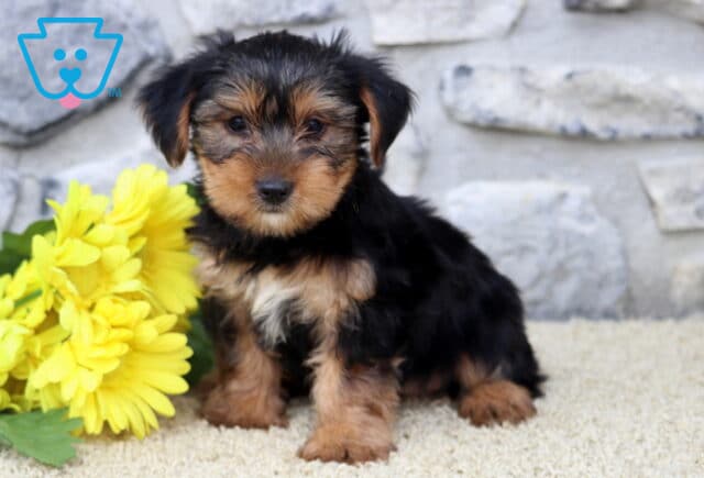 Dori Yorkie2 image