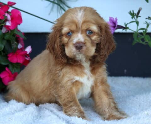 Dove Cocker Spaniel