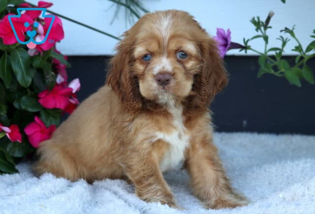 Dove Cocker Spaniel image