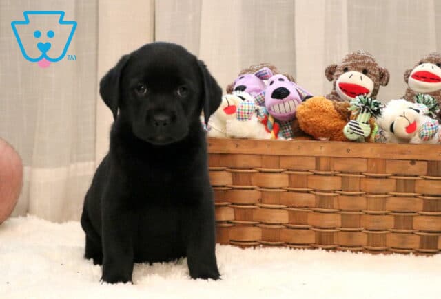 Dream Black Lab image