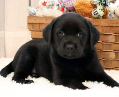 Dream Black Lab2