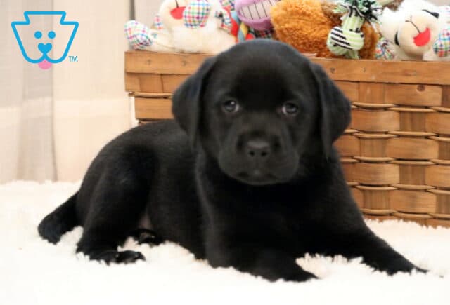Dream Black Lab2 image