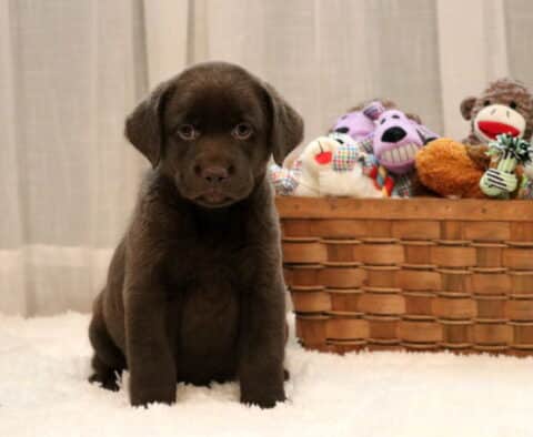 Drew Chocolate Lab