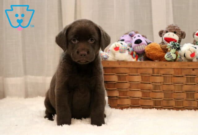 Drew Chocolate Lab image