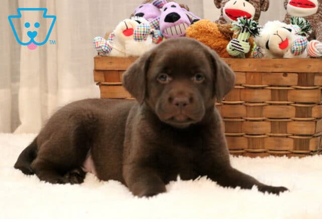 Drew Chocolate Lab2 image