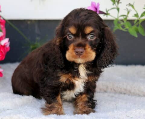 Drew Cocker Spaniel