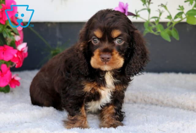 Drew Cocker Spaniel image