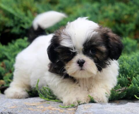 Drew Shih tzu