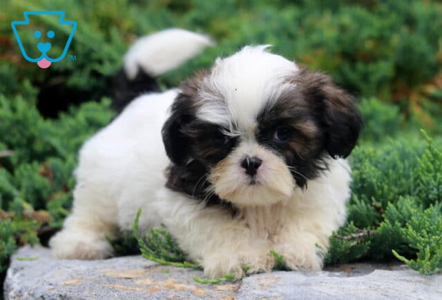 Drew Shih tzu image