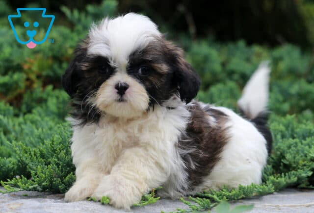 Drew Shih tzu2 image