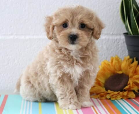 Dunkin Maltipoo