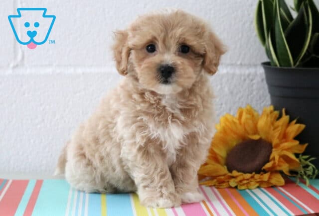 Dunkin Maltipoo image