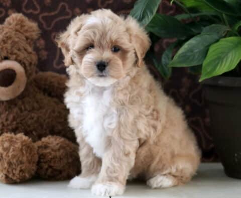 Dunkin Maltipoo2