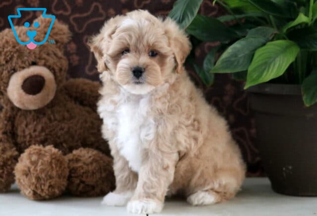 Dunkin Maltipoo2 image