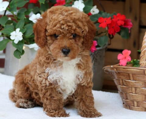 Dwight Mini Poodle