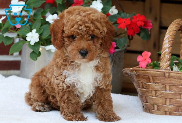 Dwight Mini Poodle image