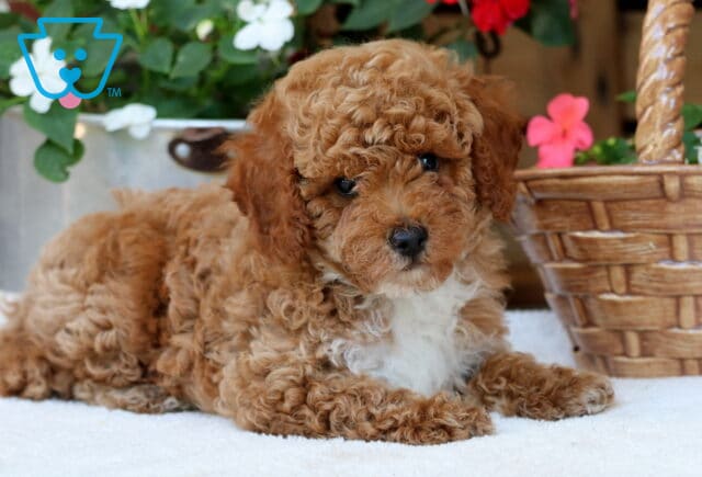 Dwight Mini Poodle2 image