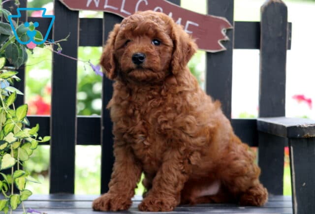 Eddie Mini Goldendoodle image