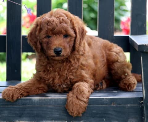 Eddie Mini Goldendoodle2