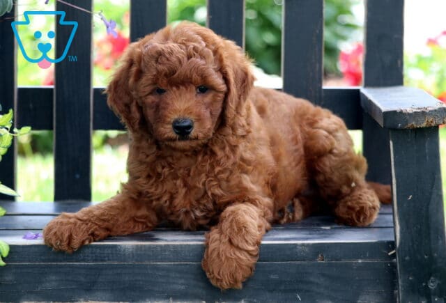 Eddie Mini Goldendoodle2 image