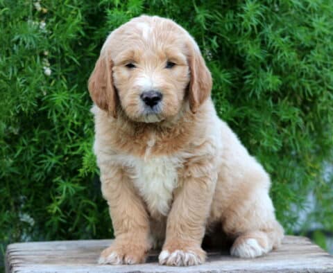 Edison Goldendoodle