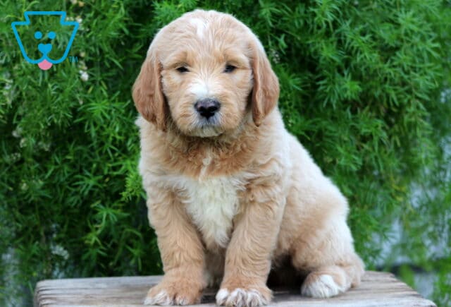 Edison Goldendoodle image
