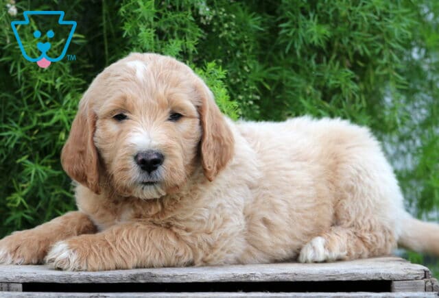 Edison Goldendoodle2 image