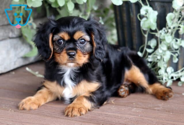Ella Cavalier image