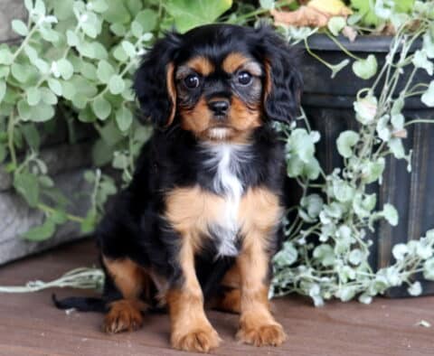 Ella Cavalier2