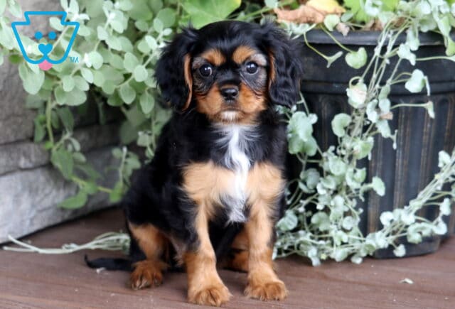Ella Cavalier2 image