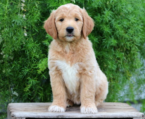 Ella Goldendoodle