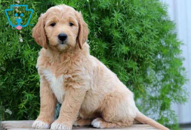 Ella Goldendoodle2 image