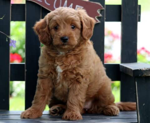 Ellie Mini Goldendoodle
