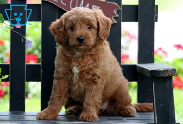 Ellie Mini Goldendoodle image