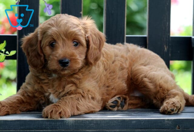 Ellie Mini Goldendoodle2 image
