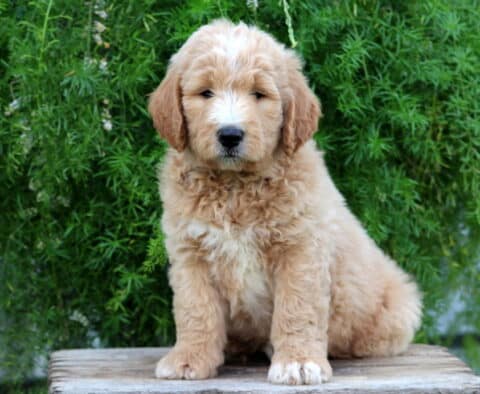 Ellington Goldendoodle